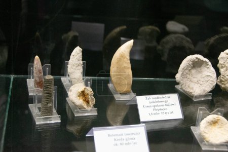 Ein fossiler Spinosaurierzahn. Hochwertiges Foto Stones im Studio fotografiert mit Blitz und Makroobjektiv 