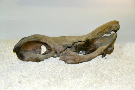 Ein fossiler Spinosaurierzahn. Hochwertiges Foto Stones im Studio fotografiert mit Blitz und Makroobjektiv 