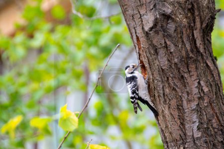 Female Hairy Woodpecker and female Downy Woodpecker . High quality photo
