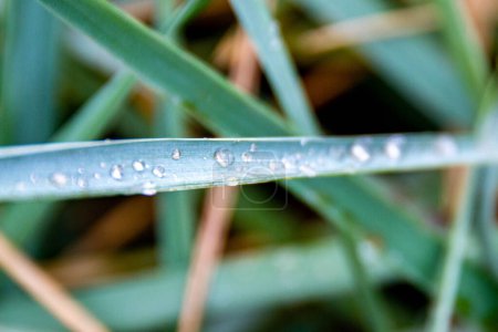 Morning dew on the leaves. Thatched grass in close-up shot and creative layout made of green leaves. Flat lay. background. High quality photo