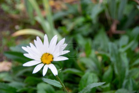 Chamomile flower among green grass and leaves, natural background. daisies among the green grass. High quality photo. 