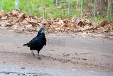 American crow is the common crow over much of the U.S. and Canada. Most easily identified by voice. Common in any open habitats, including fields, open woodlands. High quality photo