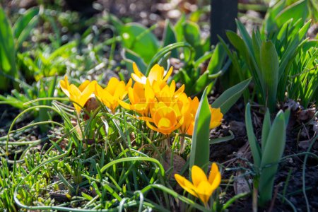 Foto de Flores de azafrán amarillas, flores primaverales que crecen en el jardín. Las flores doradas amarillas de dos Crocus chrysanthus en febrero. Foto de alta calidad - Imagen libre de derechos