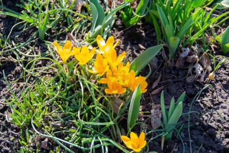 Foto de Flores de azafrán amarillas, flores primaverales que crecen en el jardín. Las flores doradas amarillas de dos Crocus chrysanthus en febrero. Foto de alta calidad - Imagen libre de derechos