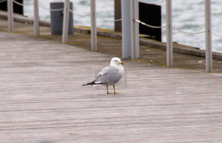 A seagull is watching at the sea. High quality photo