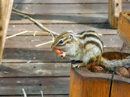 Chipmunk catch stone in his cute hands . High quality photo