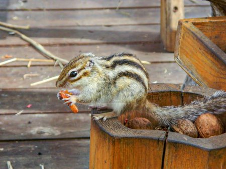 Chipmunk catch stone in his cute hands . High quality photo