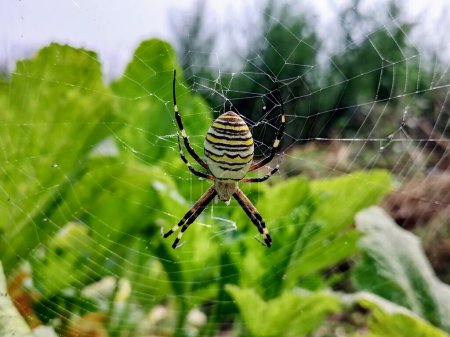 Foto de Macro araña tiro de cerca. Araña en la naturaleza salvaje tejiendo telaraña. Araña salvaje tóxica. .. Foto de alta calidad - Imagen libre de derechos