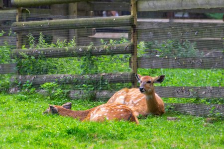 A portrait of sitatunga antelope in zoo forest. Western sitatunga curled up in the sun laying on grass.West African Sitatunga resting on the ground. High quality photo