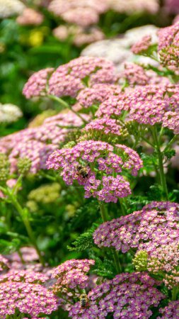 Close up image of little pink flowers in the park with green background. A bunch of purple flowers with the word bee on the bottom. High quality photo