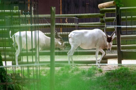 Addax (Addax nasomaculatus), auch bekannt als weiße Antilope und Schraubenhornantilope, ist eine Antilope der Gattung Addax, die in der Sahara lebt. Hochwertiges Foto