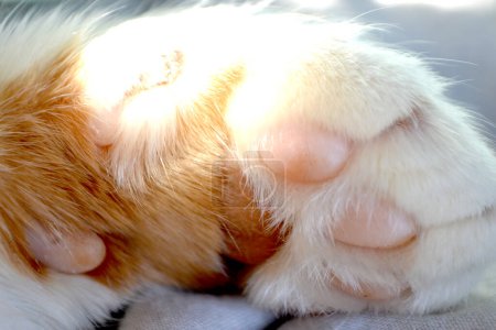 Cute paw cat is sleeping on the bed. High quality photo