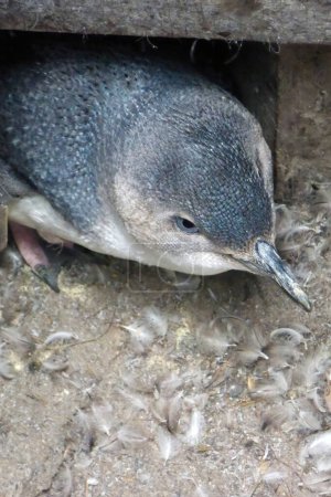 Téléchargez les photos : Pingouin bleu (Eudyptula minor) à l'île Tiritiri Matangi, au nord-est d'Auckland, en Nouvelle-Zélande. - en image libre de droit