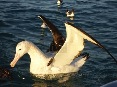 Téléchargez les photos : Gibsons Albatros (Diomedea exulans gibsoni) dans l'océan Pacifique au large de Kaikoura, île du Sud, Nouvelle-Zélande. - en image libre de droit