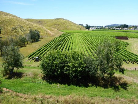 Plantations à Mission Estate Winery, Napier, Île du Nord, Nouvelle-Zélande.