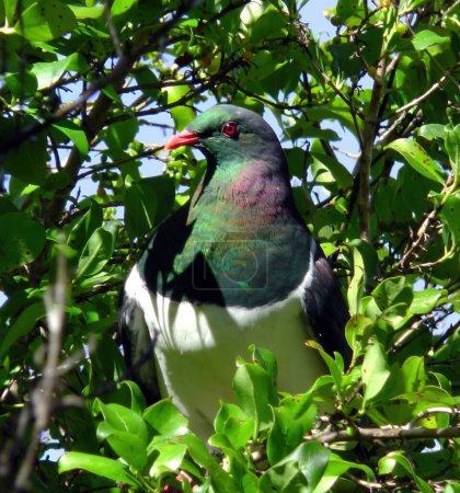 Téléchargez les photos : New Zealand Pigeon (Hemiphaga novaeseelandiae) at Tiritiri Matangi Island, North-east of Auckland, North Island, New Zealand. - en image libre de droit