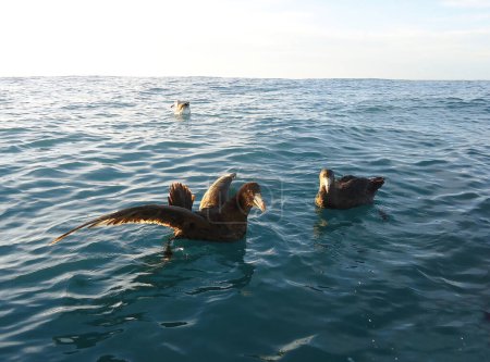 Foto de Northern Giant Petrel Macronectes halli in the Pacific Ocean off Kaikoura, South Island, New Zealand. - Imagen libre de derechos
