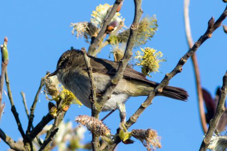 Photo for Common Chiffchaff (Phylloscopus collybita) in a tree at Skagen, Denmark. - Royalty Free Image