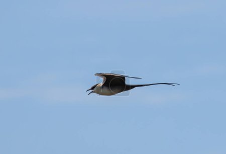 Téléchargez les photos : Jaeger à longue queue (Stercorarius longicaudus) volant contre le ciel bleu, dans le parc national d'Abisko, nord de la Suède. - en image libre de droit
