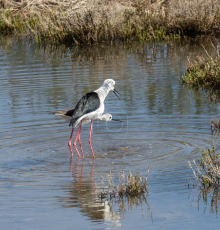 Foto de Stilt de alas negras (Himantopus himantopus) apareándose en un estanque en la reserva natural Guadalhorce, cerca de Málaga en Andalucía, España. - Imagen libre de derechos