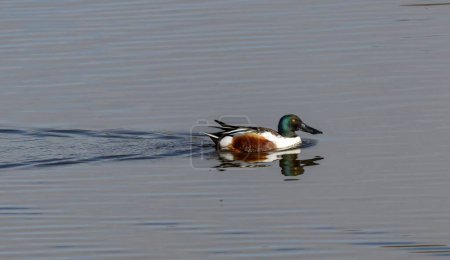 Foto de Northern Shoveler (Anas clypeata) male, swimming i a pond at nature reserve Guadalhorce, near Malaga in Andalusia, Spain. - Imagen libre de derechos