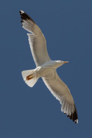 Photo for Yellow-legged Gull (Larus michahellis) flying at Mikri Vigla on Western Naxos, Greece. - Royalty Free Image