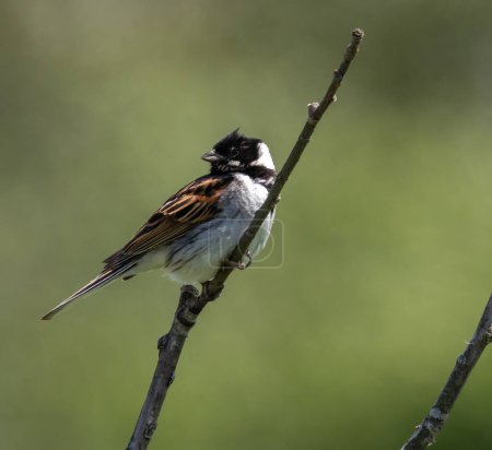 Reed Bunting (Emberiza schoeniclus) male, sitting in a reed area in springtime, in Southern Sweden.