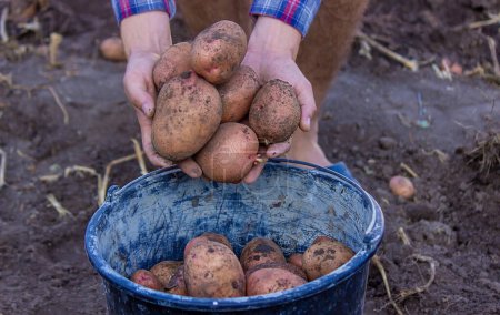 A farmer with dirty hands holds freshly picked potatoes in his hands. selective focus