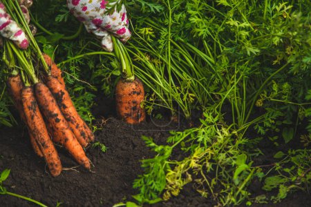 Téléchargez les photos : Farmer woman harvests carrots in the garden. Selective focus. Food. - en image libre de droit
