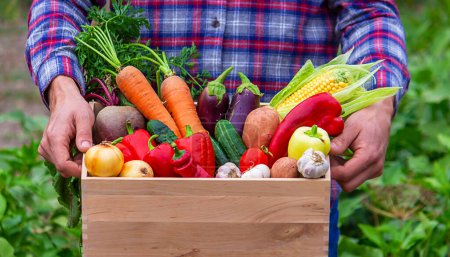 Un agriculteur garde les légumes dans le jardin. Concentration sélective. produits alimentaires.