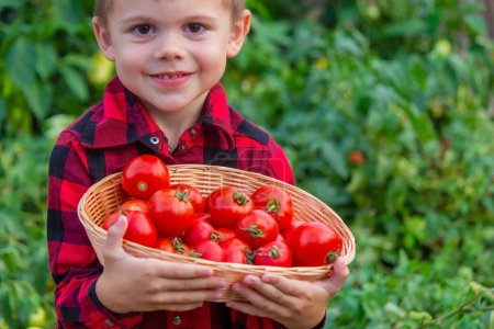 Téléchargez les photos : Le garçon tient un panier de tomates. Légumes fraîchement cueillis à la ferme. Concentration sélective - en image libre de droit