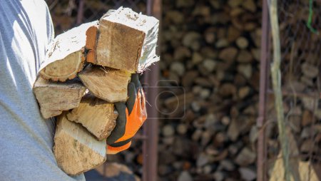 Photo for A man holds a lot of chopped firewood in his hands. Selective focus - Royalty Free Image