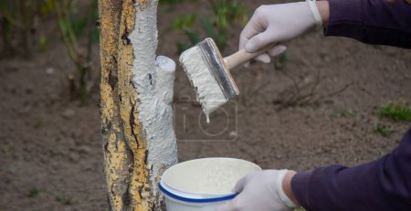 Foto de Un agricultor macho cubre un tronco de árbol con pintura blanca protectora contra plagas. Enfoque selectivo - Imagen libre de derechos