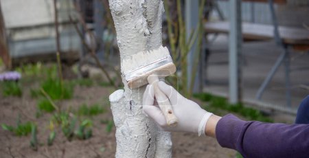 Téléchargez les photos : Un agriculteur couvre un tronc d'arbre avec de la peinture blanche protectrice contre les ravageurs. Concentration sélective - en image libre de droit