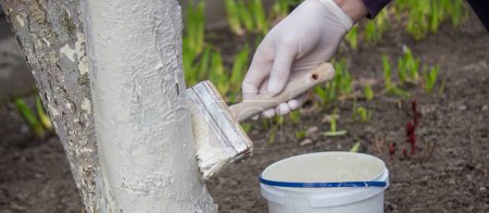 Foto de Un agricultor macho cubre un tronco de árbol con pintura blanca protectora contra plagas. Enfoque selectivo - Imagen libre de derechos