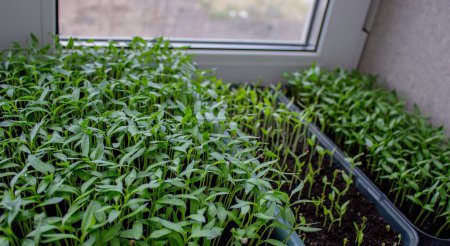 Pepper seedlings in a tray on the windowsill, growing seedlings, close-up. Selective focus