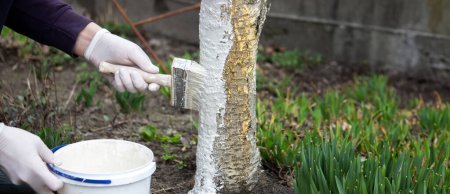 Photo for A male farmer covers a tree trunk with protective white paint against pests. Selective focus - Royalty Free Image