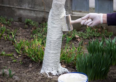 Téléchargez les photos : Un agriculteur couvre un tronc d'arbre avec de la peinture blanche protectrice contre les ravageurs. Concentration sélective - en image libre de droit