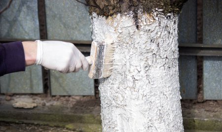 Photo for A male farmer covers a tree trunk with protective white paint against pests. Selective focus - Royalty Free Image