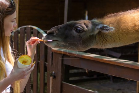 Nahaufnahme eines Mädchens, das ein Lama aus ihren Händen füttert