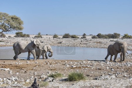 Foto de African Elephant drinking at the Okaukuejo water hole in Etosha Namibia - Imagen libre de derechos