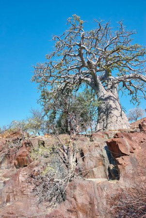 Photo for Baobab tree at the Epupa waterfalls in the Kunene region in northern Namibia - Royalty Free Image
