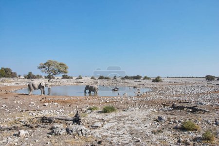 Foto de Manada de elefantes africanos bebiendo en el pozo de agua de Okaukuejo en Etosha Namibia - Imagen libre de derechos