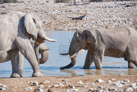 Foto de African Elephant drinking at the Okaukuejo water hole in Etosha Namibia - Imagen libre de derechos