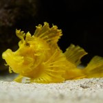 Muenster, Germany - 07 30 2022: Rhinopias frondosa, the weedy scorpionfish, also weed fish, is a bright yellow marine species.