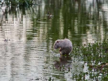 Photo for An albino Nutria, Myocastor coypus, also coypu, is a large, herbivorous, semiaquatic rodent, is an invasive species in Europe, which was introduced from America for fur hunting, sitting at the river banks of the Loire in France. - Royalty Free Image