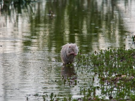 Téléchargez les photos : Un albinos Nutria, Myocastor coypus, également coypu, est un grand rongeur herbivore semi-aquatique, est une espèce envahissante en Europe, qui a été introduite d'Amérique pour la chasse à la fourrure, assis sur les rives de la Loire en France. - en image libre de droit