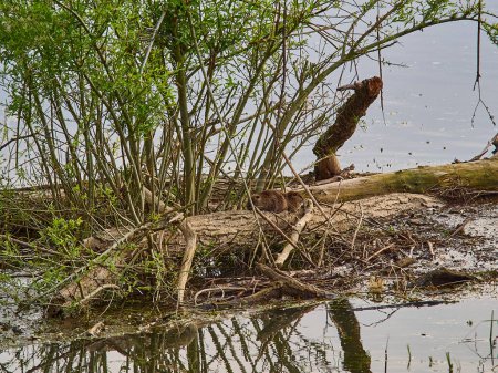 Téléchargez les photos : Le Nutria, Myocastor coypus, également coypu, est un grand rongeur herbivore semi-aquatique, est une espèce envahissante en Europe, qui a été introduite d'Amérique pour la chasse à la fourrure, assis sur les rives de la Loire en France. - en image libre de droit