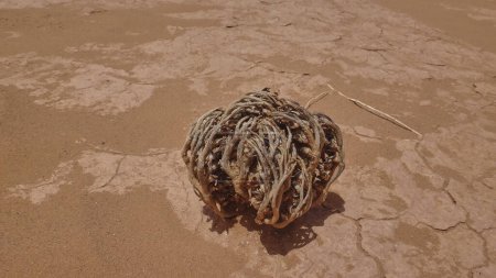 Photo for Desert rose, also known of rose of Jericho, in its dried up state, lying on the ground of the dry and arid desert region of Morocco in northern Africa. - Royalty Free Image