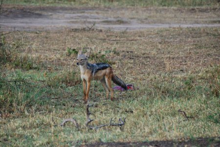 Téléchargez les photos : Chacal à dos noir, Lupulella mesomelas, debout à côté de proies sanglantes, dans la réserve naturelle nationale Maasai Mara au Kenya, à l'extrémité nord du Serengeti en Tanzanie, en Afrique. - en image libre de droit
